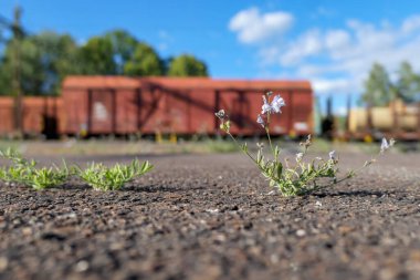 Yük vagonunun önündeki asfaltta büyüyen bitki.