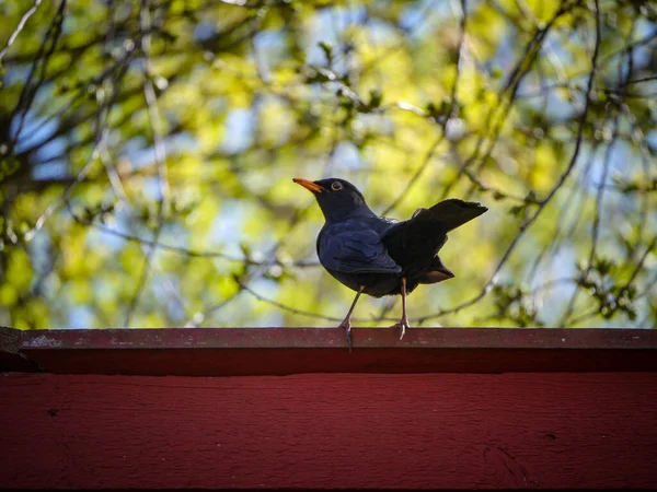 Duvara Tüneyen Kuşun Düşük Açılı Görüntüsü — Stok fotoğraf