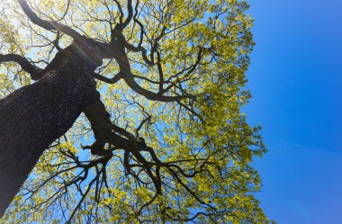 Ağaçların temiz gökyüzüne düşük açılı görünümü
