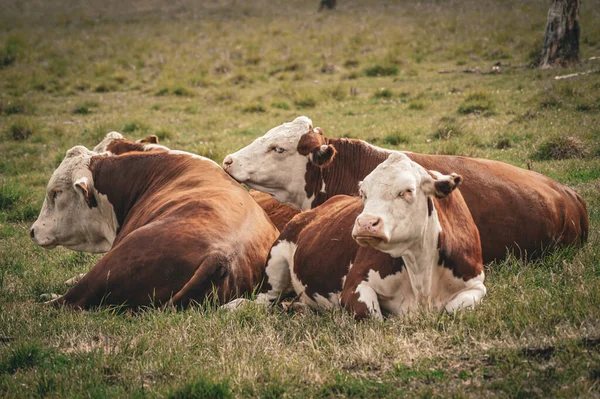 Groupe Vaches Couchées Sur Champ — Photo