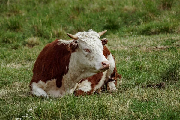 Portrait Cow Sitting Grassy Field — Stock Photo, Image