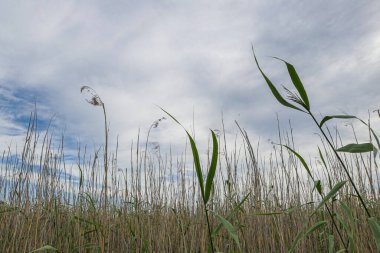 Gökyüzüne karşı çimenleri kapatın.
