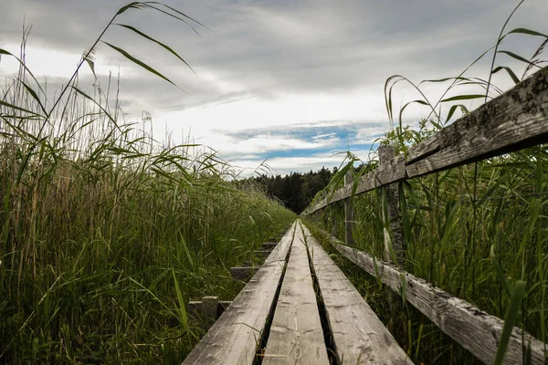 stock image Empty wooden footpath amidst plants against sky