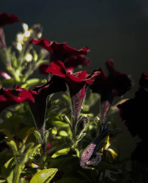 Close Planta Floração Vermelha Contra Fundo Desfocado — Fotografia de Stock