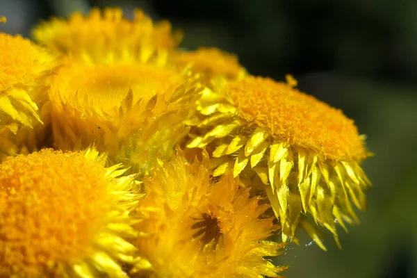 Close Yellow Flowers Summer — Stock Photo, Image