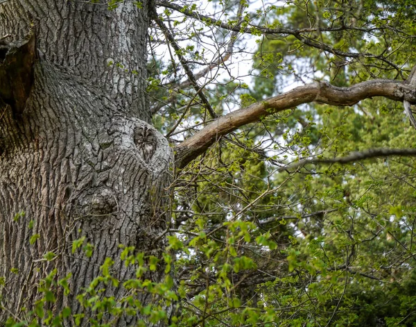 Hibou Fauve Perché Dans Arbre Dans Forêt — Photo