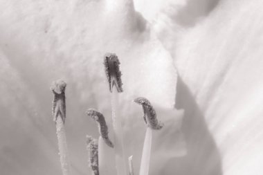 Çiçek açan bir bitkinin yakın çekimi.