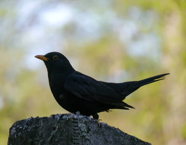 Close Blackbird Perching Stone — Stock Photo, Image