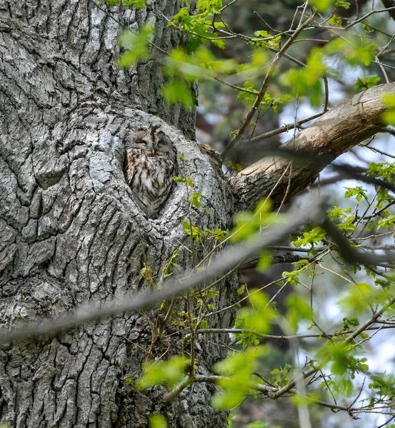 Owl Tree Summer — Stock Photo, Image