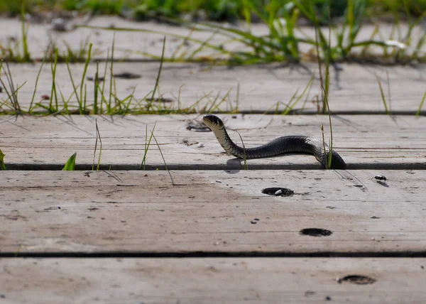 Uma Cobra Por Uma Pequena Ponte Madeira — Fotografia de Stock