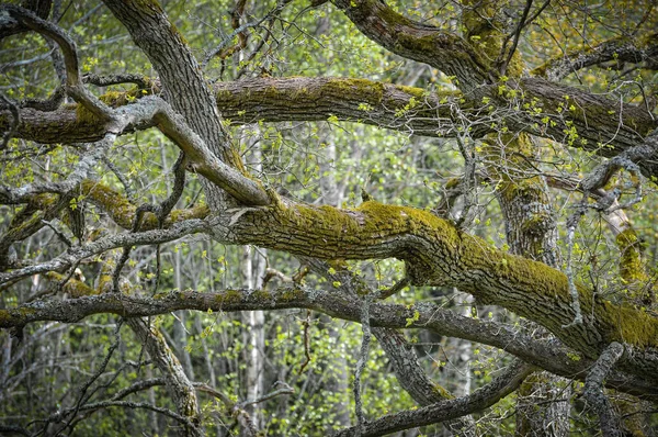 Niedrige Blickwinkel Auf Baum Wald — Stockfoto