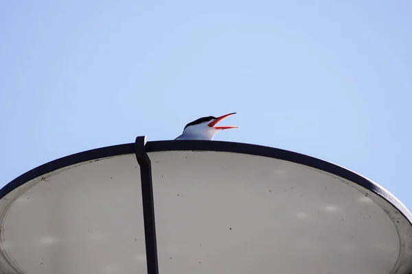 Tiefansicht Eines Vogels Der Auf Einer Straßenlaterne Vor Klarem Himmel — Stockfoto