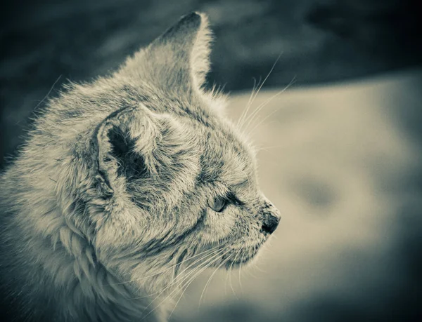 Close up of a sand cat in black and white