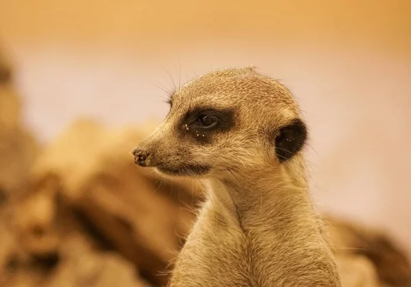 Close Meerkat Looking Away — Fotografia de Stock