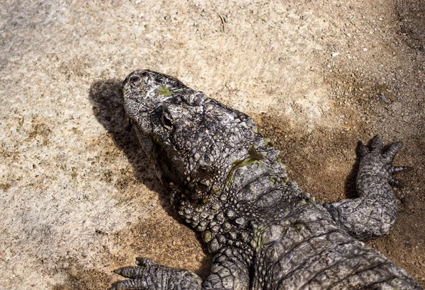 Wysoki Kąt Widzenia Karłowatej Skały Krokodylowej — Zdjęcie stockowe
