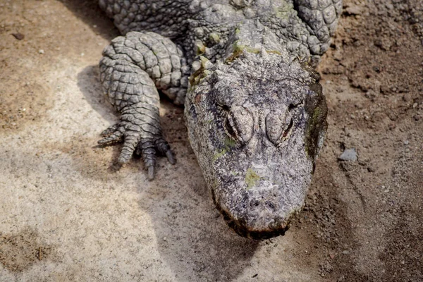 Wysoki Kąt Widzenia Karłowatego Krokodyla Skale — Zdjęcie stockowe