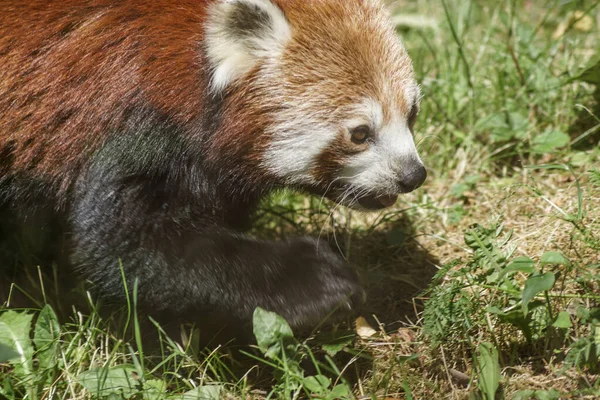 Primer Plano Panda Rojo Durante Día — Foto de Stock