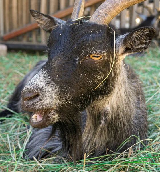 Zbliżenie Pigmy Kozy Polu — Zdjęcie stockowe