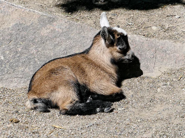 フィールド上の若いピグミーヤギのクローズアップ — ストック写真