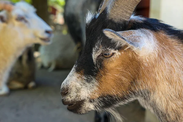 Close Pygmy Goat — Stock fotografie