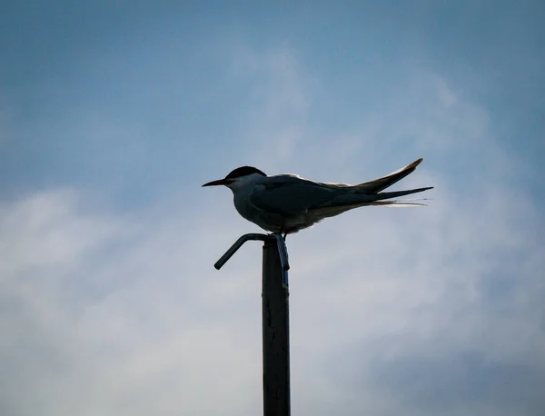 空に対する極に突き出た鳥の低角度の眺め — ストック写真