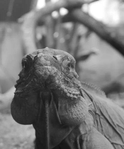Close Uma Iguana Preto Branco — Fotografia de Stock