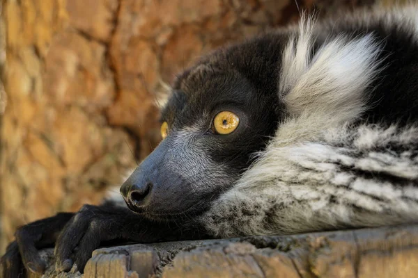 Retrato Perto Indri — Fotografia de Stock