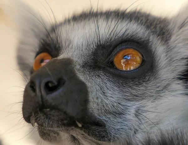 Close Lemur Looking Away — Stock Photo, Image