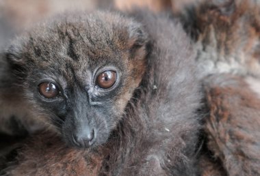 bir lemur portresi kapatmak