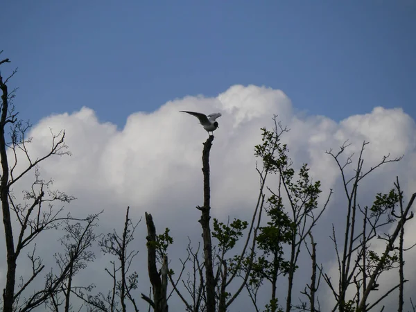 Low Angle View Bird Perching Tree Sky — Photo