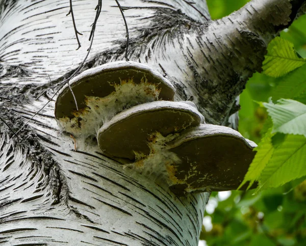 乔木上真菌生长的低角度视图 — 图库照片