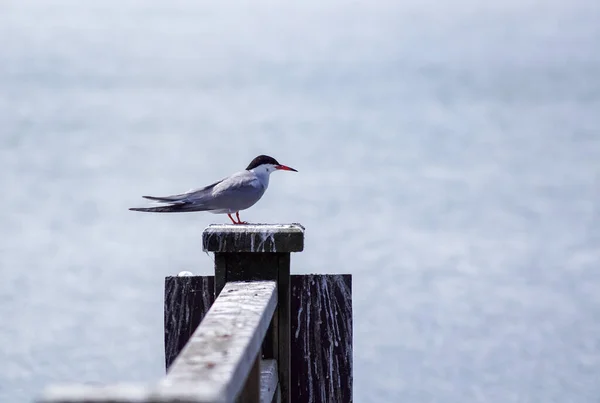 Close Bird Perching Wooden Post — Photo