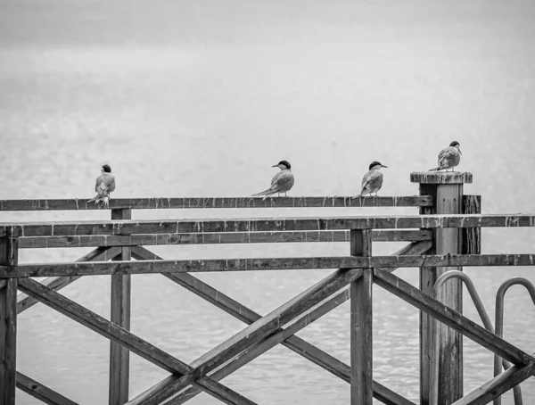 Вид Птиц Сидящих Деревянных Перилах — стоковое фото