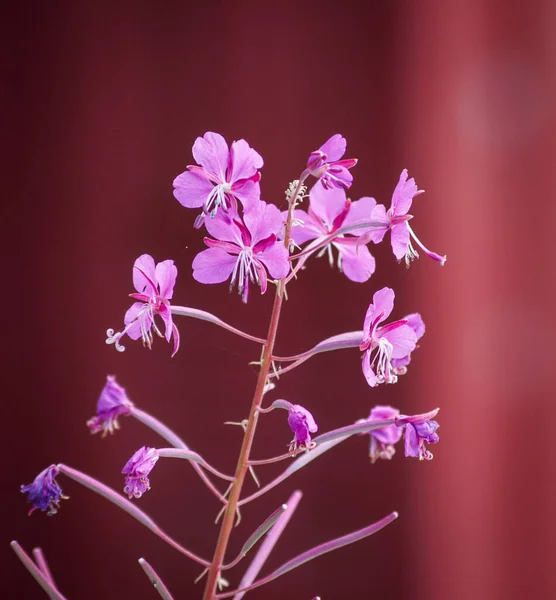 Close Pink Flowering Plant Red Background — Stock Photo, Image