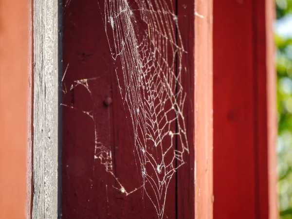 Close Spider Web Building — Stock Photo, Image