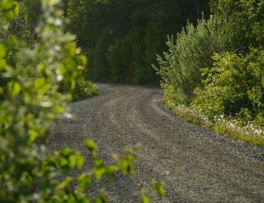 Empty road amidst trees in forest during summer  clipart