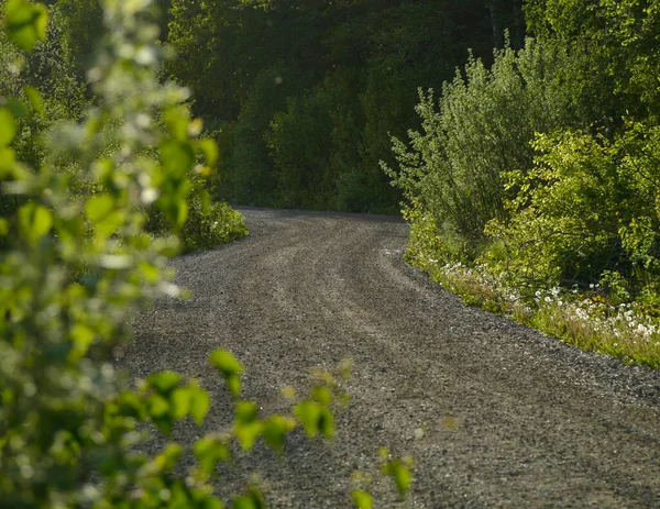 Yaz boyunca ormanda ağaçların arasında boş bir yol. 