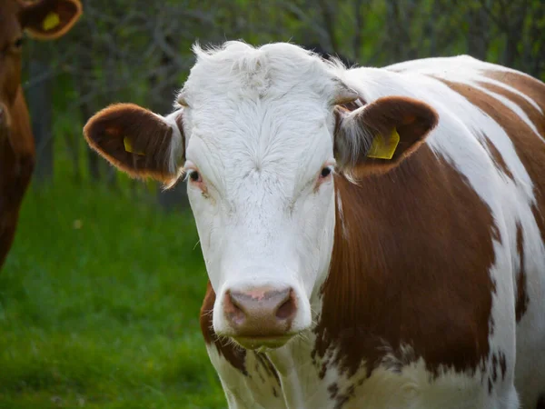 Portrait Cow Standing Field — Zdjęcie stockowe