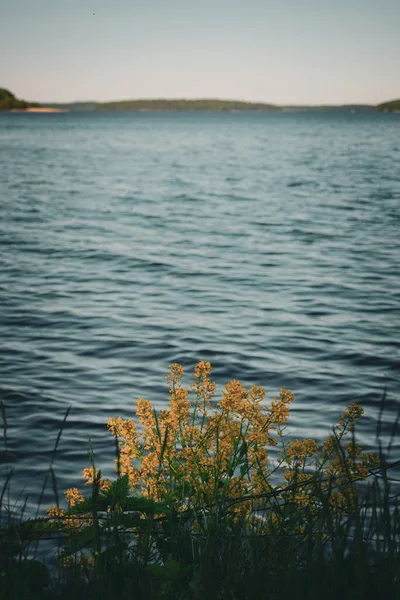 Желтые Цветы Растущие Перед Озером — стоковое фото