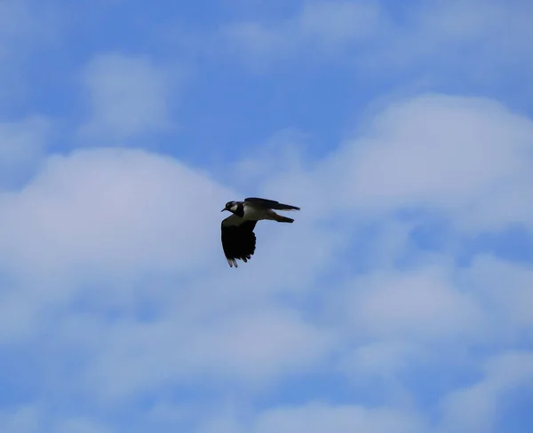 Низький Кут Зору Птаха Летить Небо — стокове фото