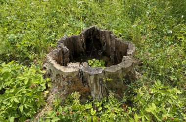 Alandaki ağaç kütüğünün yüksek açılı görünümü