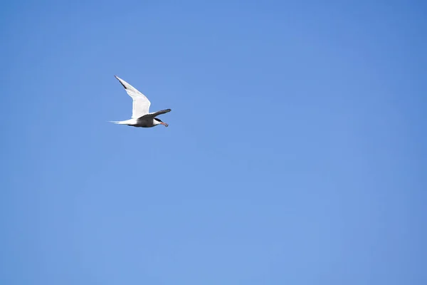 Vista Baixo Ângulo Tern Voando Contra Céu Azul Claro — Fotografia de Stock