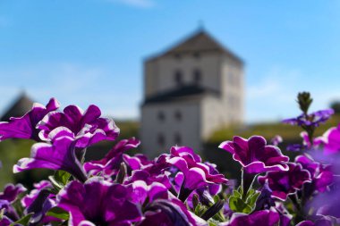 Gökyüzüne karşı bir binanın önünde büyüyen çiçekler. 