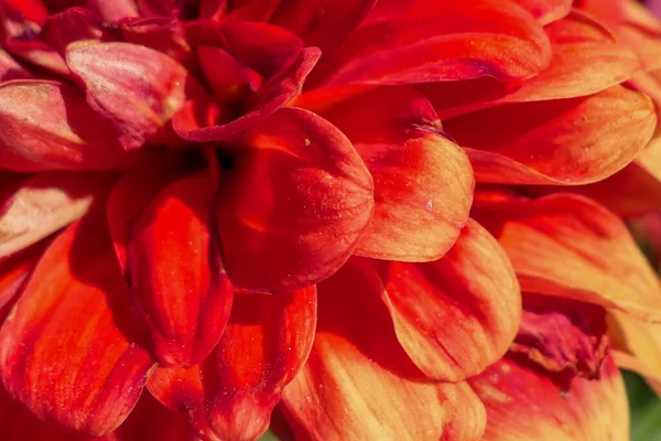 Primer Plano Una Flor Roja — Foto de Stock