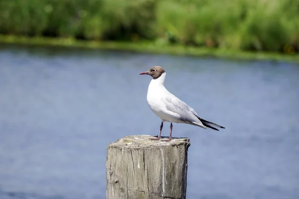 Close Seagull Perching Wooden Post — Stockfoto
