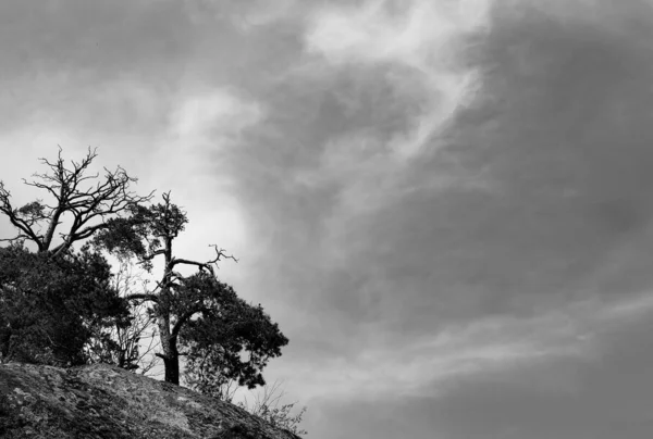 Χαμηλή Γωνία Άποψη Των Δέντρων Ένα Λόφο Ενάντια Στον Ουρανό — Φωτογραφία Αρχείου