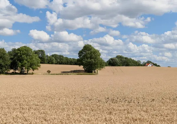 stock image Scenic view of agricultural field against sky