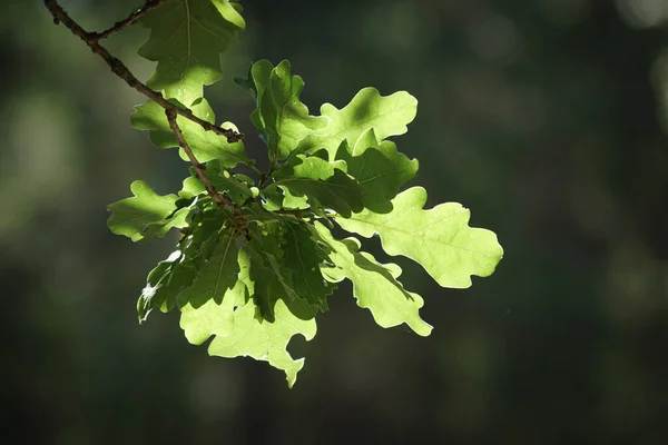 Zbliżenie Zielony Liści Roślinie — Zdjęcie stockowe