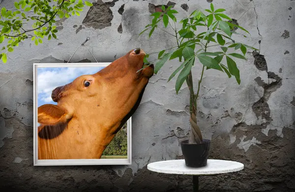 用盆栽作食物的框架中的奶牛 — 图库照片