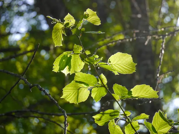 stock image Close up of leaves on tree